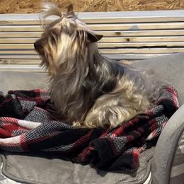 Riley - Yorkshire Terrier