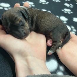 Higgins (red collar) - Piebald male Dachshund puppy in Saint Albans, Maine from Australian Cattle Cuties and littles