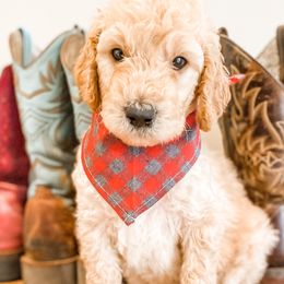 Boy 1 - Goldendoodle puppy in Valley Center, California from AweStrunk Farms