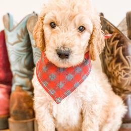 Boy 1 - Goldendoodle puppy in Valley Center, California from AweStrunk Farms