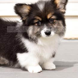 American Corgi and Pembroke Welsh Corgi Puppies from Blacktail Mountain Corgis