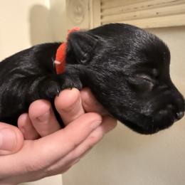 Rachel - Black brindle female Scottish Terrier puppy in Oak Harbor, Washington from Nicole's Scottish Terriers