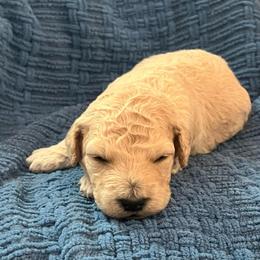 Odessa - Cream female Goldendoodle puppy in New Waverly, Texas from C.P. Puppy Buddies