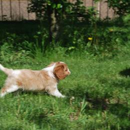 Cavalier King Charles Spaniel Puppies from Halloweentown cavaliers