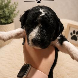 Madison - Tri-color female Bernedoodle puppy in Center Line, Michigan from Mitten Made Bernedoodles