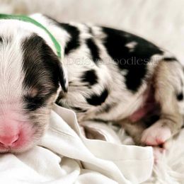 Bernedoodle Puppies from Daisy's Doodles