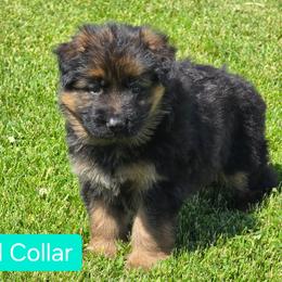 Teal Collar - Black and red female German Shepherd puppy in Sumner, Iowa from Vom Wilke Kennels
