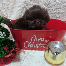 Boy 2 - male Shih Tzu puppy in Metropolis, Illinois from Super City Kennels