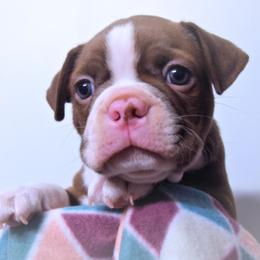 Baby Chronos - Seal and white male Boston Terrier puppy in Kingsport, Tennessee from Sleepwalker Bostons