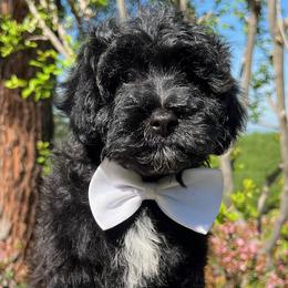 White Collar - male Cavapoochon puppy in Waterford, California from Windy Hill Doodles