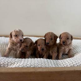 Female Puppy 3 - Apricot female Goldendoodle puppy in Modesto, California from Central Valley Canine Companions