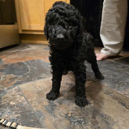 White  collar - Black female Poodle puppy in Henagar, Alabama from Windy Oak Kennels