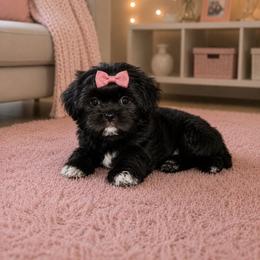 Talia - Black and white female Shih Tzu puppy in Kettering, Ohio from The Ruff Life Tribe