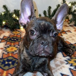 Kong - Brindle male French Bulldog puppy in Hardy, Virginia from Southern Class Frenchies