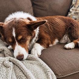 Call - Cardigan Welsh Corgi
