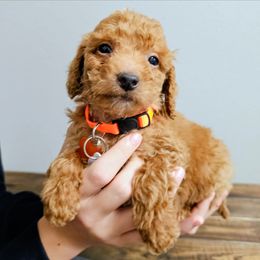 Fritz - Red  male Goldendoodle puppy in Pittsburg, Texas from Grace Springs Goldendoodles