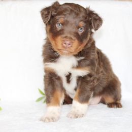Aussiedoodle and Australian Shepherd Puppies from Mr and Mrs Doodle Farm