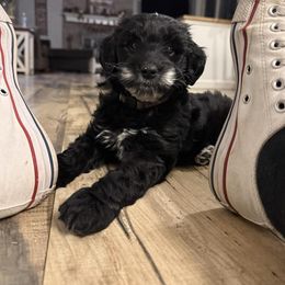 Frankie - Black and white male Sheepadoodle puppy in Thornville, Ohio from Four Front Doodles & Friends