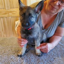 Red Girl - Gray sable female Shiloh Shepherd puppy in Caneadea, New York from Strauss Haus Shepherds