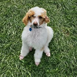 Guernsey - Parti male Poodle puppy in Mcbain, Michigan from Northern Creek
