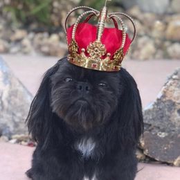 Peekaboo - Shih Tzu