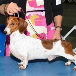 Keegan - Dachshund