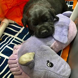 Labrador Retriever Puppies from Lost Woods Labradors