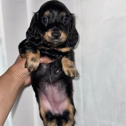 Sue Storm - Black and tan female Dachshund puppy in Ceres, California from Rockin' M’s LilBitty Dachshunds (LBD)