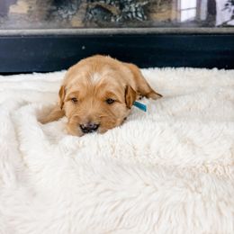 Light blue collar - Golden male Golden Retriever puppy in Lehi, Utah from Open Star Goldens