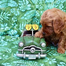 Australian Labradoodle Puppies from Seaspray Australian Labradoodles