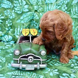 Australian Labradoodle Puppies from Seaspray Australian Labradoodles