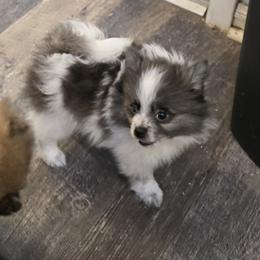 Blu - Blue merle male Pomeranian puppy in Bells, Texas from Lollipoppoms