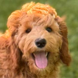 Posey - Australian Labradoodle