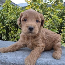 Bogo - Apricot male Aussiedoodle puppy in Blackfoot, Idaho from Draper Mountain Doodles