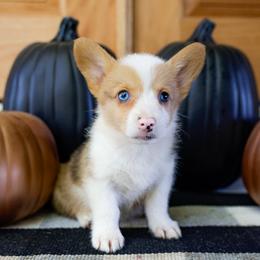 Sausage - Sable male Pembroke Welsh Corgi puppy in Star City, Arkansas from Say When Corgi Co.