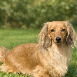 Greta - Dachshund