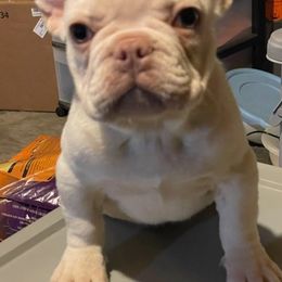 French Bulldogs from The Frenchie Quarters