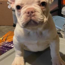 French Bulldogs from The Frenchie Quarters