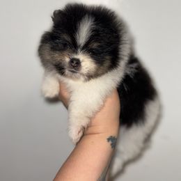 Fern - Tri-colored male Pomeranian puppy in Fredericksburg, Virginia from Designer Dog Society