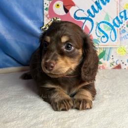Eevee - Chocolate and cream female Dachshund puppy in Washington from Beautiful Doxies
