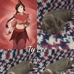 Ty Lee - Blue female Great Dane puppy in Pollock, Louisiana from Danes Done Right