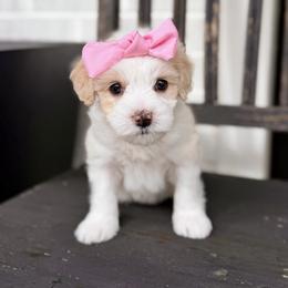 Opal- pink collar - Yellow and white female Bernedoodle puppy in Salt Lake County, Utah from Coco Avenue Pups