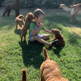 Goldendoodle and Poodle Puppies from GoldendoodlePaw