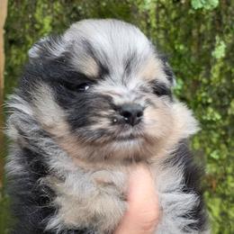 Indigo pup 1 - Blue merle female Pomeranian puppy in Carrollton, Georgia from B AND R'S POMERANIAN'S