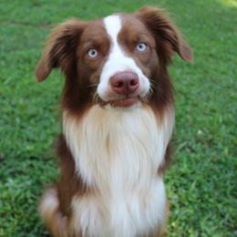 Red - Miniature Australian Shepherd