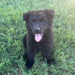 Tulun - Black female Mudi puppy in Valley Mills, Texas from Graves Farm Mudi