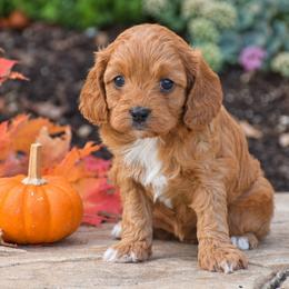 Brittney - Red female Cavapoo puppy in Gap, Pennsylvania from Country View Puppies ( License 18816)
