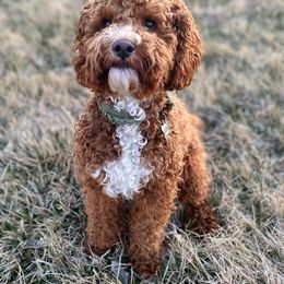Murphy - Cockapoo