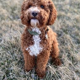 Murphy - Cockapoo