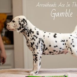 Gamble - White and black Dalmatian puppy in Cleveland, Texas from Arrowhead Dalmatians